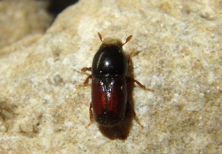 Scolytus multistriatus; Smaller European Elm Bark Beetle; exotic 