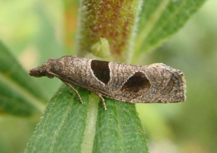 3116 - Pelochrista dorsisignatana; Triangle-backed Pelochrista