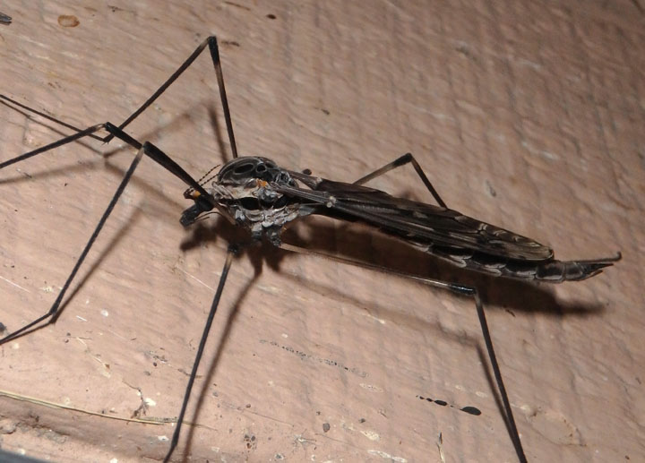 Tipula abdominalis; Giant Crane Fly