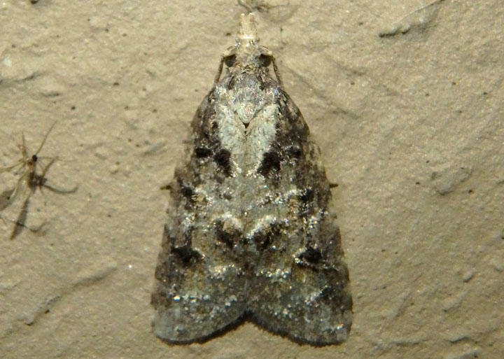 3740 - Platynota idaeusalis; Tufted Apple Bud Moth