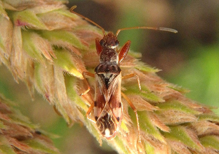Neopamera bilobata; Dirt-colored Seed Bug species