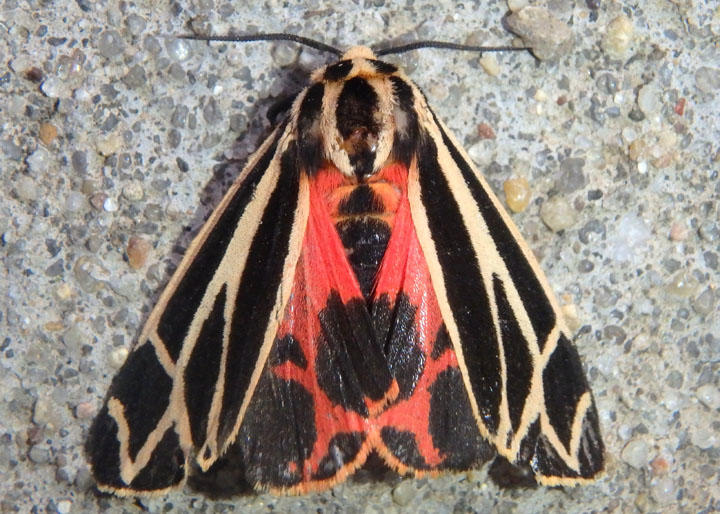 8171 - Apantesis nais; Nais Tiger Moth