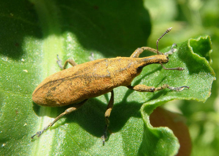 Lixus concavus; Rhubarb Weevil