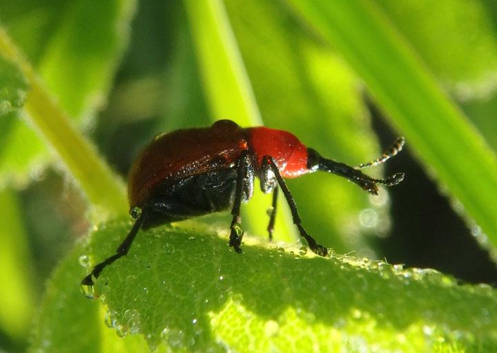 Merhynchites bicolor; Rose Curculio