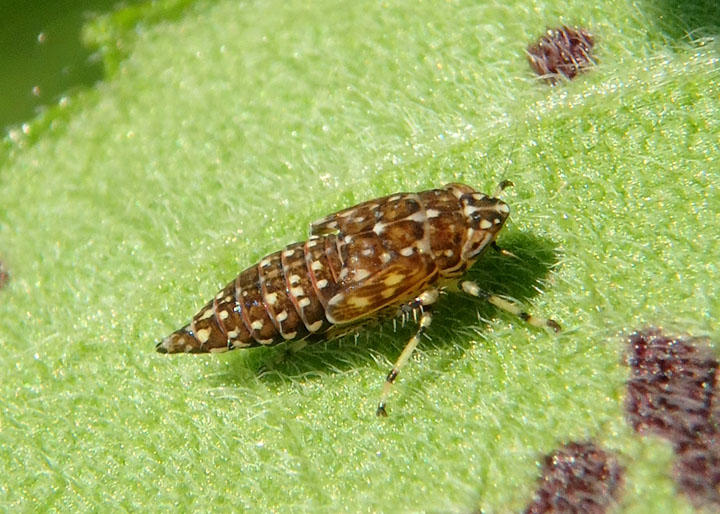 Mesamia nigridorsum; Leafhopper species nymph