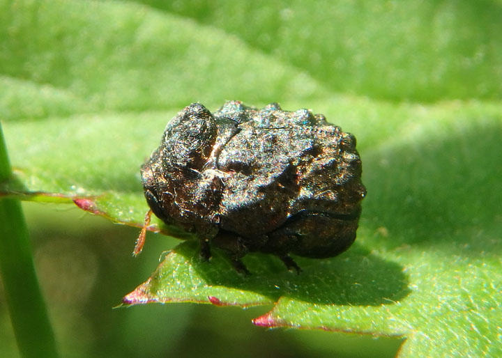 Neochlamisus Warty Leaf Beetle species 