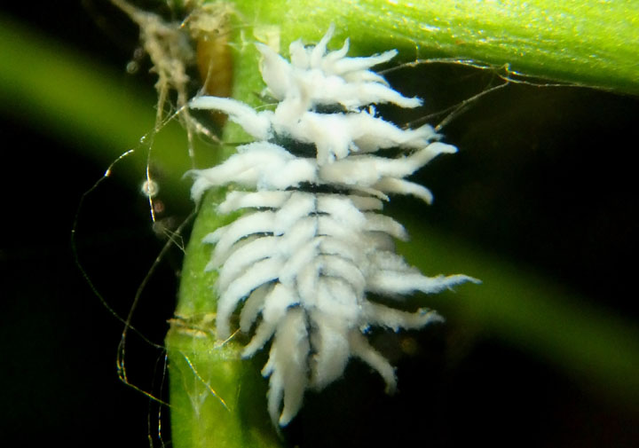 Scymninae Lady Beetle species larva 
