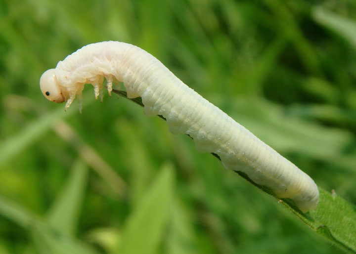 Dolerus Common Sawfly species larva 