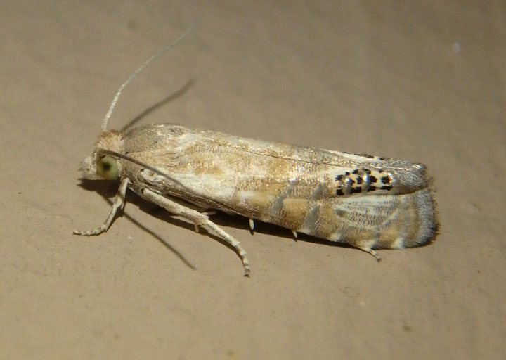 3151 - Pelochrista scintillana; Tortricid Moth species