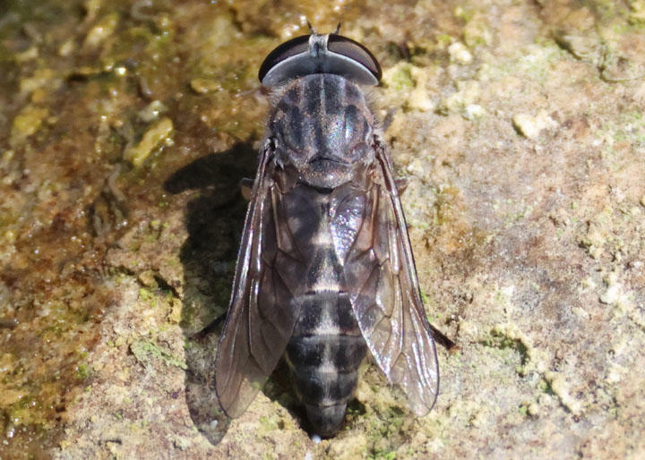 Tabanus fairchildi; Horse Fly species; female 