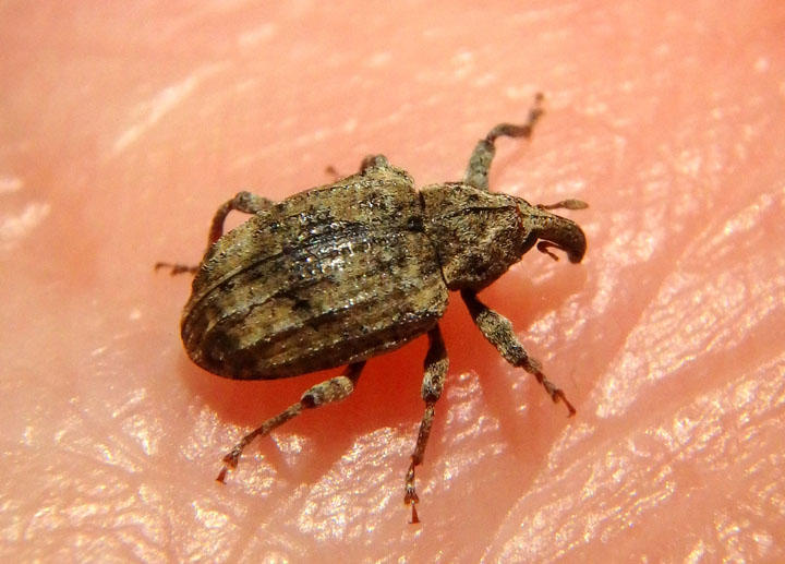 Conotrachelus seniculus; Weevil species 