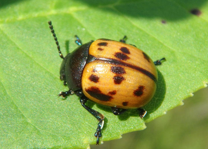 Labidomera clivicollis; Swamp Milkweed Leaf Beetle