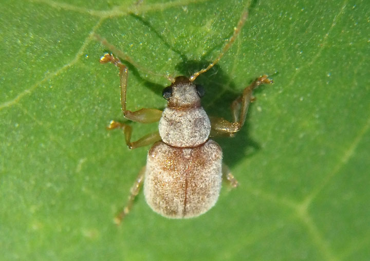 Neofidia lurida; Grape Rootworm