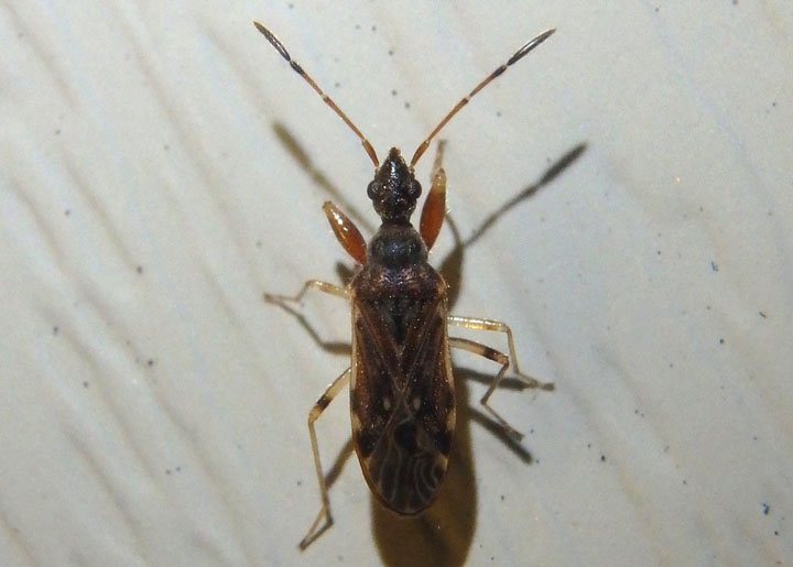 Heraeus plebejus; Dirt-colored Seed Bug species