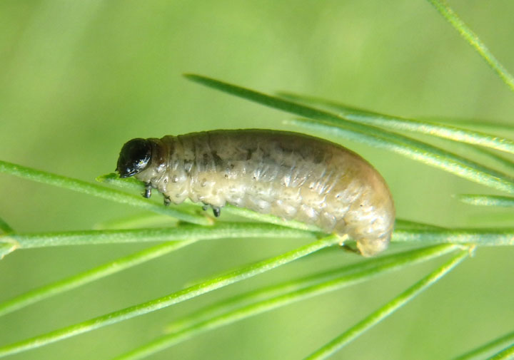 Crioceris asparagi; Asparagus Beetle larva