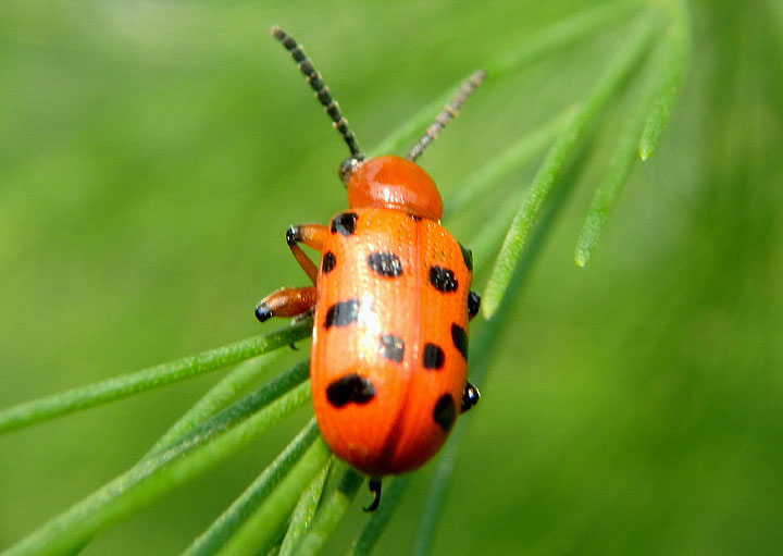 Crioceris duodecimpunctata; Twelve-spotted Asparagus Beetle; exotic