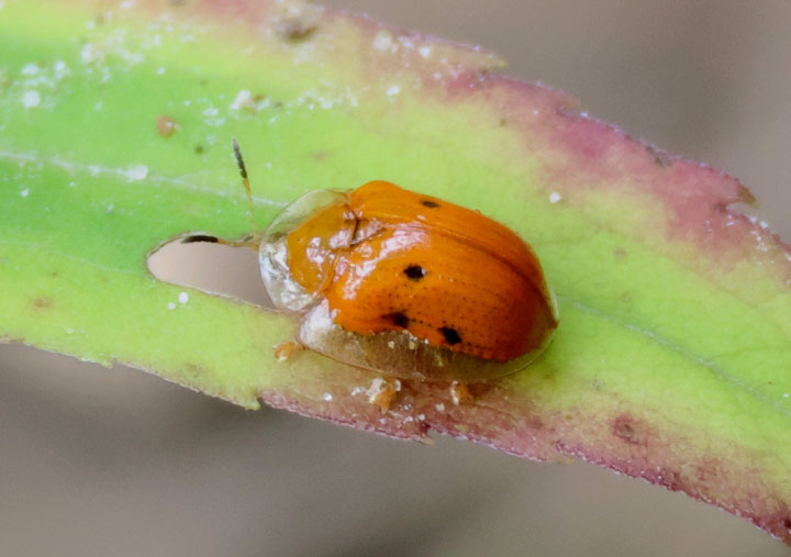 Charidotella sexpunctata; Golden Tortoise Beetle