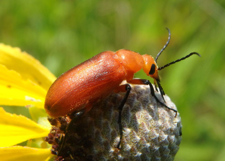 Zonitis vittigera/perforata complex; Blister Beetle species