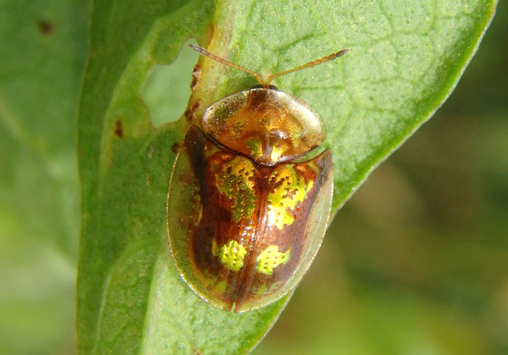 Deloyala guttata; Mottled Tortoise Beetle