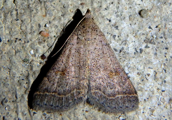 8370 - Bleptina caradrinalis; Bent-winged Owlet