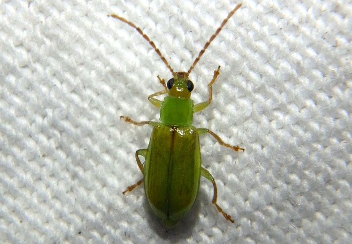 Diabrotica barberi; Northern Corn Rootworm Beetle