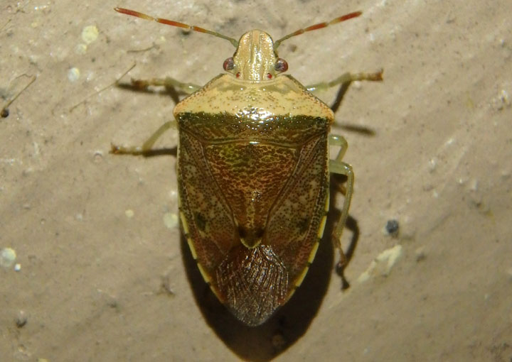 Banasa calva; Stink Bug species