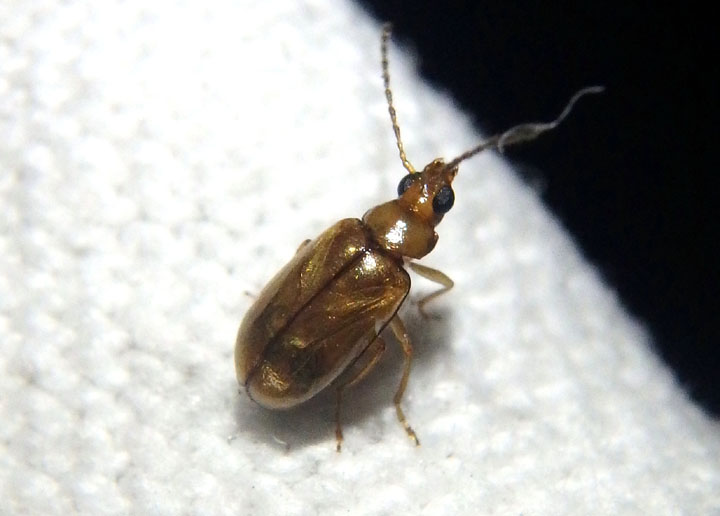 Metrioidea brunnea/convexa complex; Leaf Beetle species