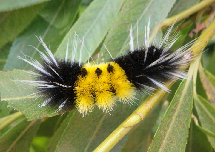 8214 - Lophocampa maculata; Spotted Tussock Moth caterpillar