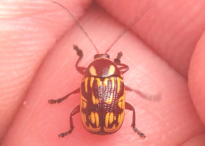 Bassareus brunnipes; Case-bearing Leaf Beetle species