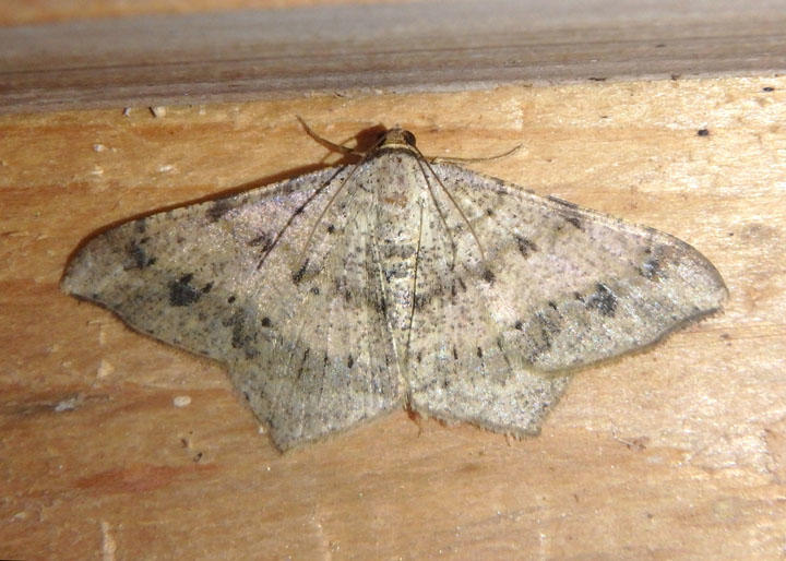 6332 - Psamatodes abydata; Dot-lined Angle