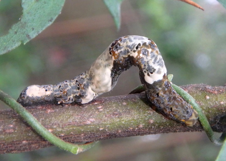 8534 - Plusiodonta compressipalpis; Moonseed Moth caterpillar