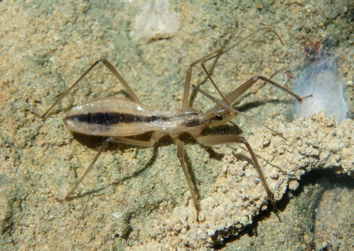 Fitchia aptera; Assassin Bug species