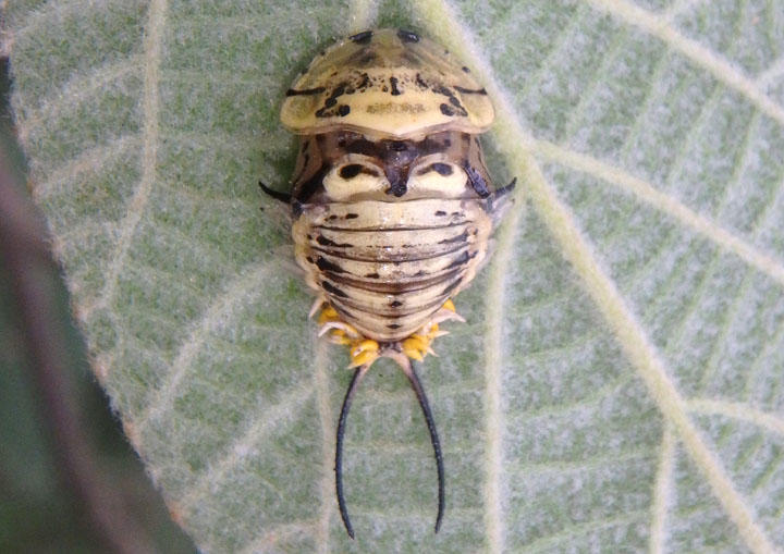 Physonota alutacea; Wild Olive Tortoise Beetle pupa 