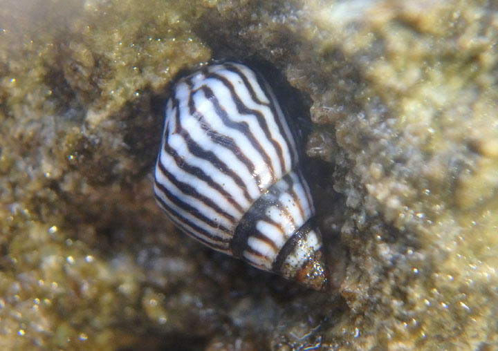 Zebra Periwinkle 