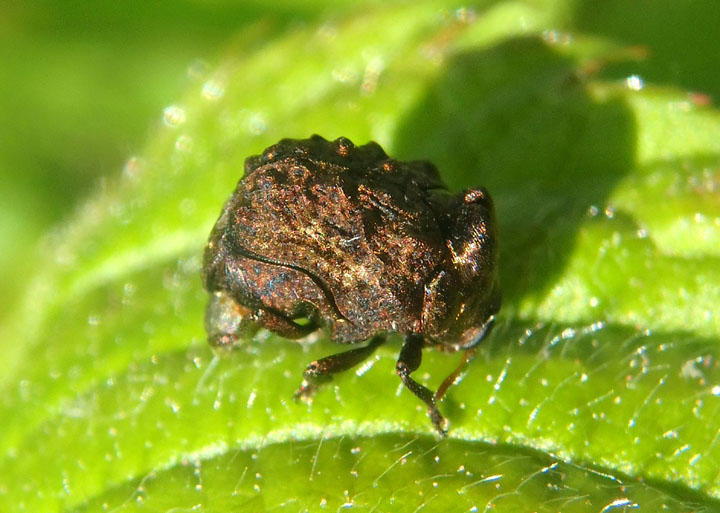 Neochlamisus Warty Leaf Beetle species 