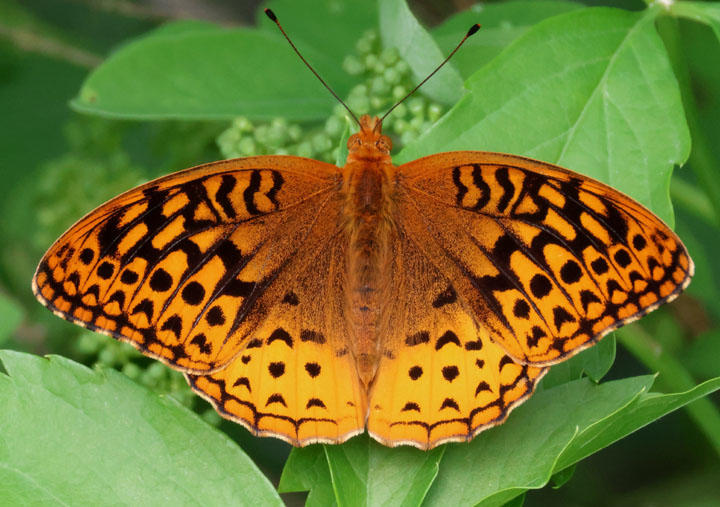 Speyeria cybele; Great Spangled Fritillary