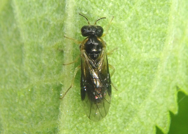 Acordulecera Pergid Sawfly species