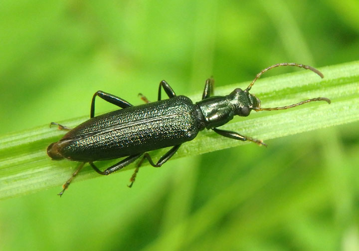 Arthromacra aenea; Darkling Beetle species