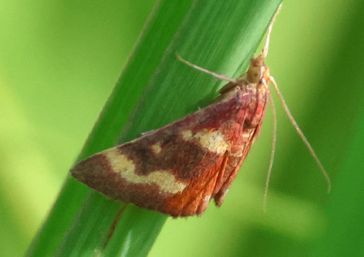5069 - Pyrausta tyralis;  Coffee-loving Pyrausta Moth 