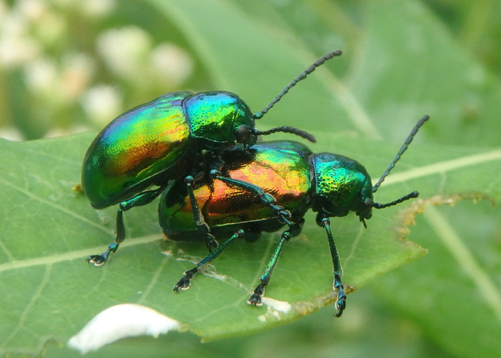 Chrysochus auratus; Dogbane Leaf Beetle pair