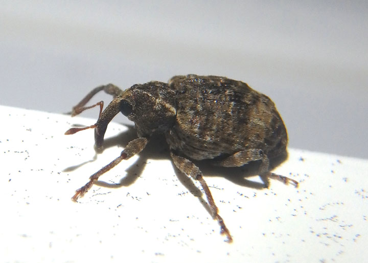 Conotrachelus seniculus; Weevil species