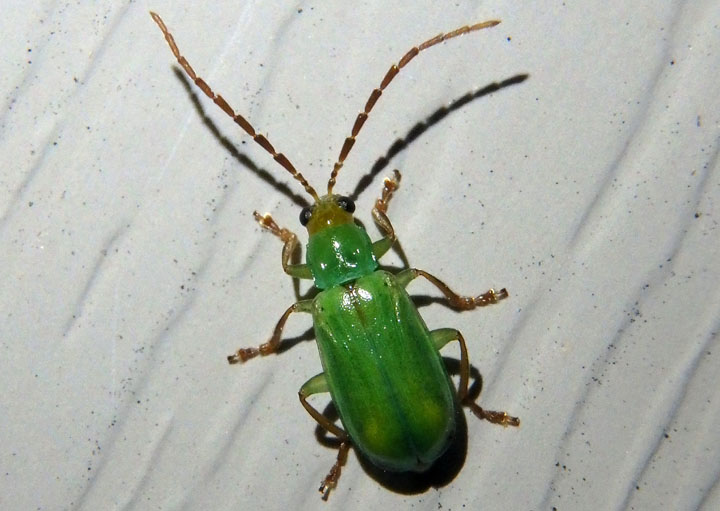 Diabrotica barberi; Northern Corn Rootworm Beetle