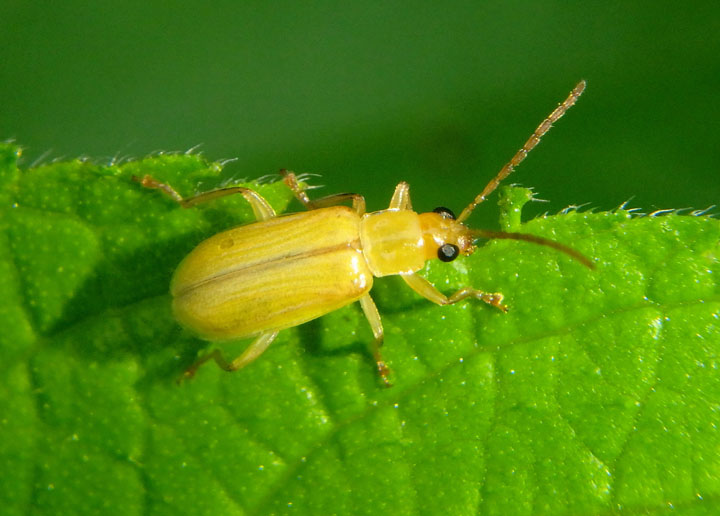 Diabrotica barberi; Northern Corn Rootworm Beetle