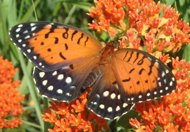 Speyeria idalia; Regal Fritillary; female 