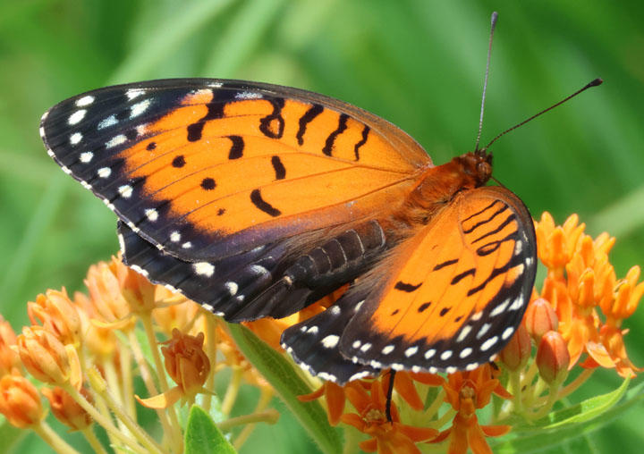 Speyeria idalia; Regal Fritillary; female 