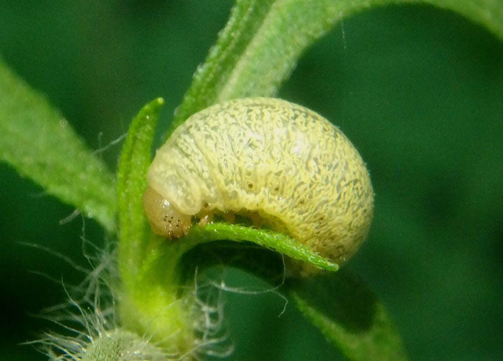 Calligrapha suturalis; Ragweed Leaf Beetle larva