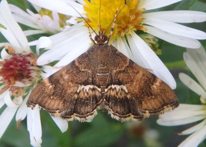 5169 - Hymenia perspectalis; Spotted Beet Webworm Moth