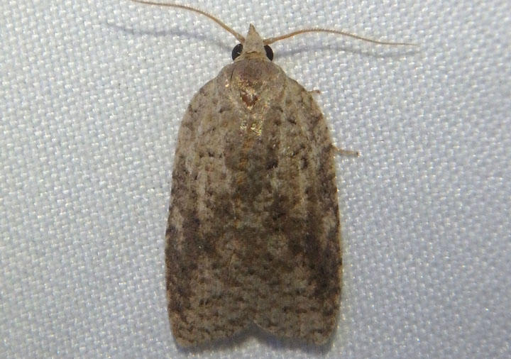 3748 - Amorbia humerosana; White-lined Leafroller