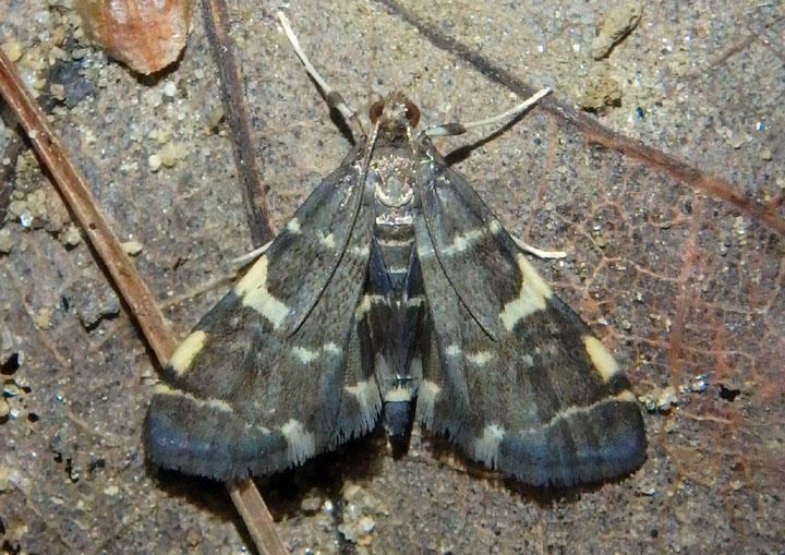 5176 - Anageshna primordialis; Yellow-spotted Webworm Moth