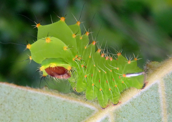 7757 - Antheraea polyphemus; Polyphemus Moth caterpillar